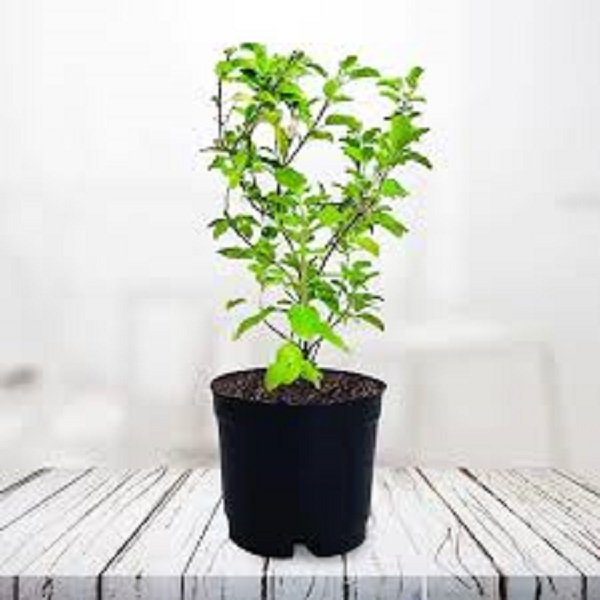 Tulsi Plant : तुलसी के पास दीपक क्यों जलाते हैं ? Tulsi Plant