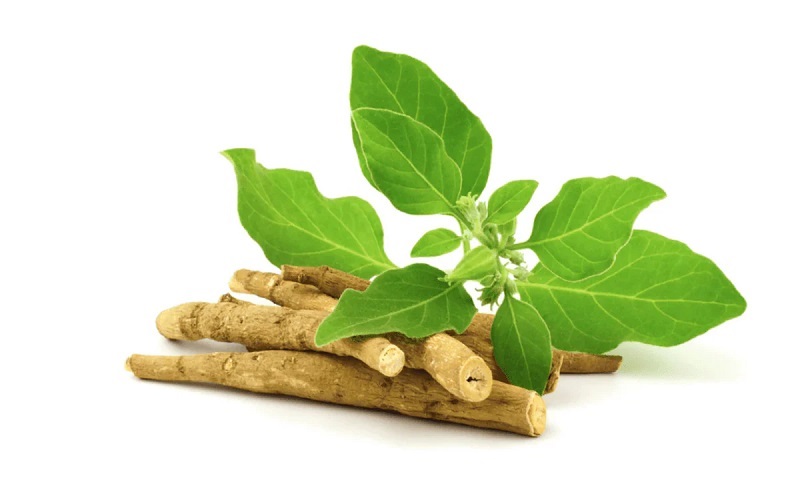 Ashwagandhaforathletes : एथलीटों और जिम जाने वालों के लिए अश्वगंधा के स्वास्थ्य लाभ Ashwagandhaforathletes