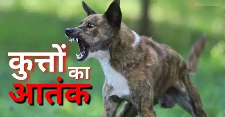 MumbaiStrayDogTerror : कुत्तों का आतंक ! 1.54 लाख लोगों को काटा… MumbaiStrayDogTerror