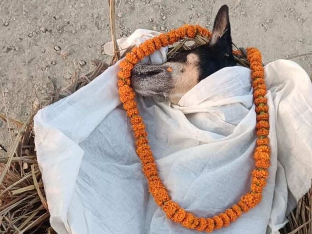 DogTerahwi