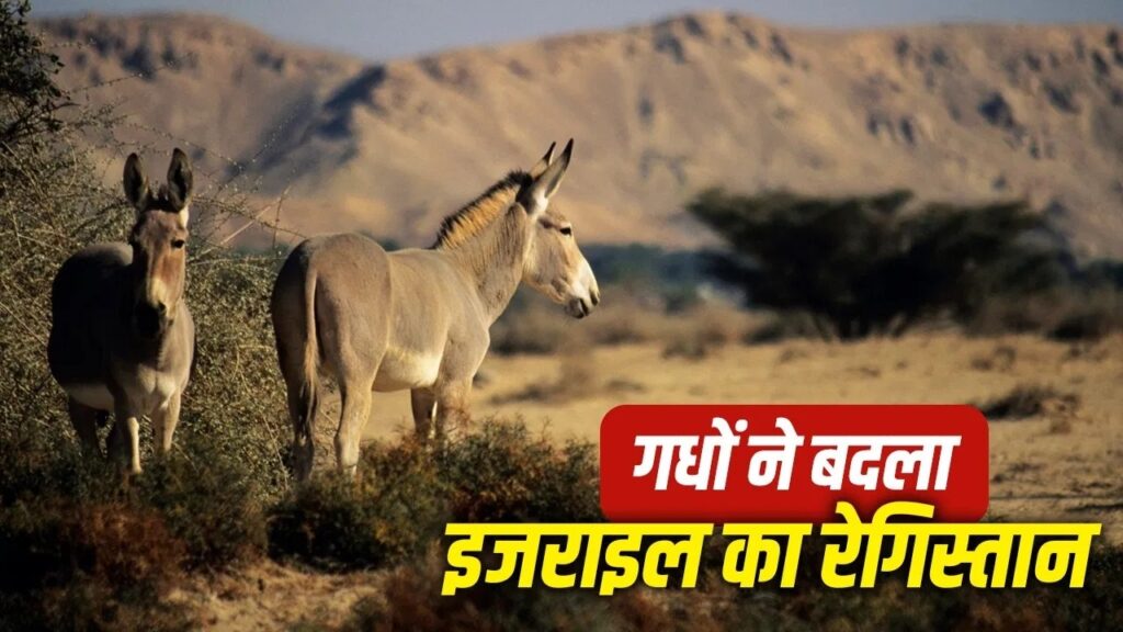 WildDonkeys : ये सच्चाई बहुत कम लोगों को है पता WildDonkeys
