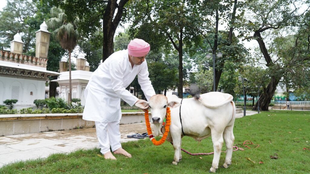 WorldsSmallestCow